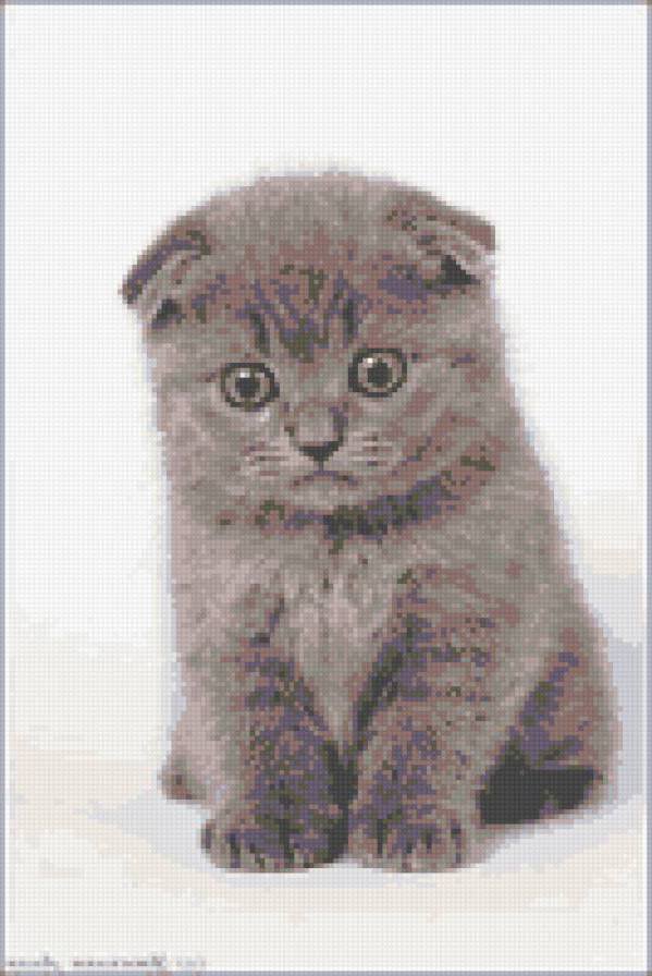 Мой котёнок - скотч - оригинал