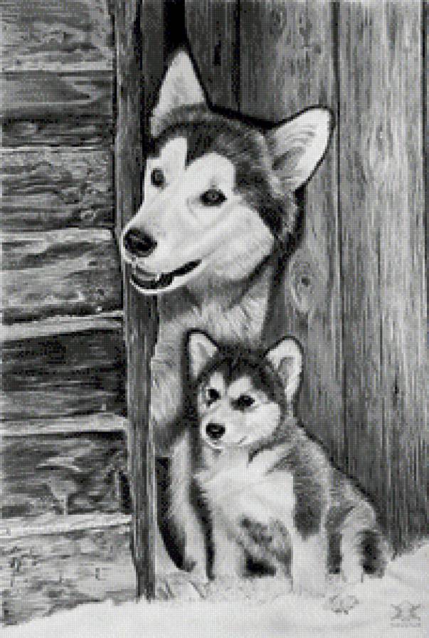 Собачья семья - собаки, монохром, животные - предпросмотр