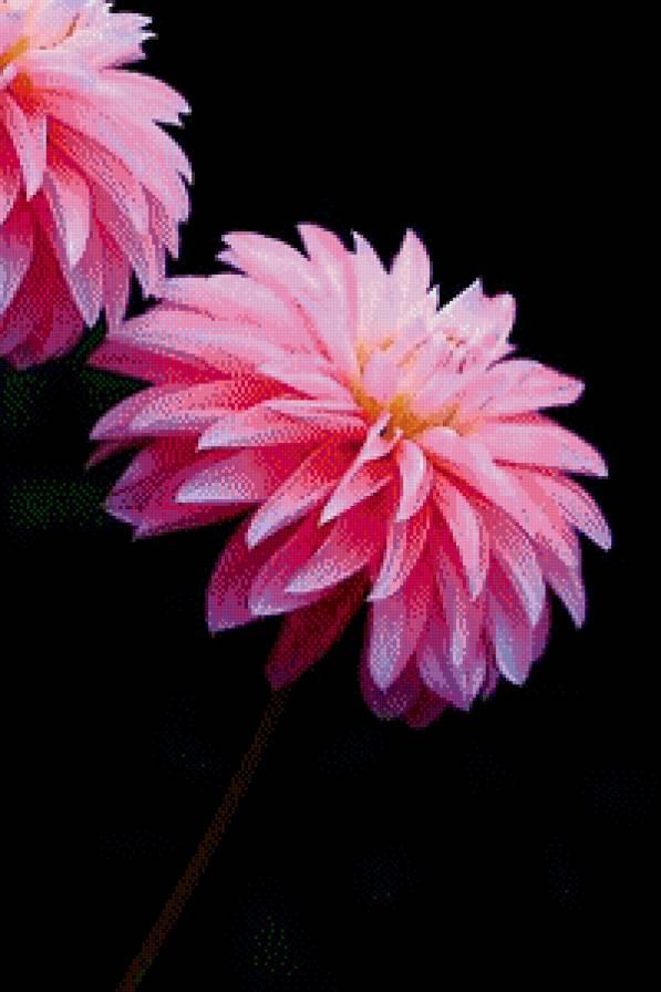 георгин - красота, цветы - предпросмотр