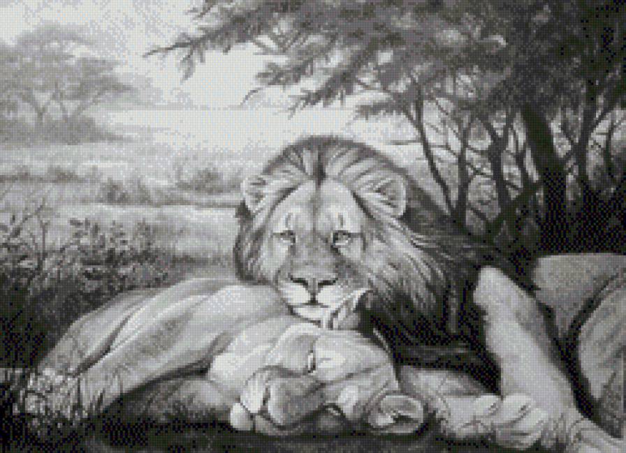 Львиная идиллия-монохром - пара, монохром, львы, животные, большие кошки - предпросмотр