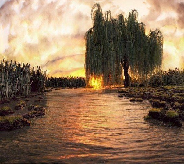 Ива - оригинал