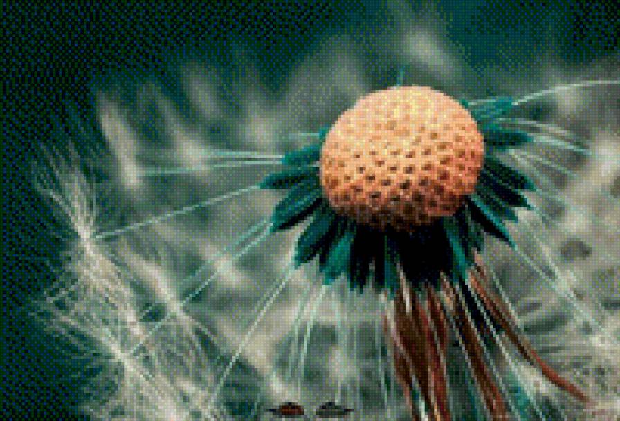 Одуванчик - одуванчик, цветы - предпросмотр