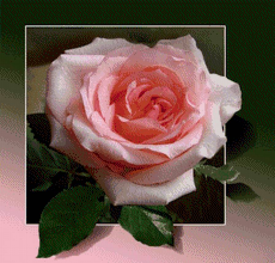 роза - цветы, розы - предпросмотр