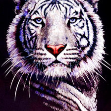 Оригинал схемы вышивки «белый тигр» (№510376)