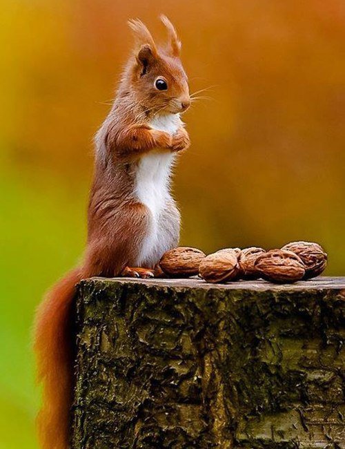 1 - оригинал