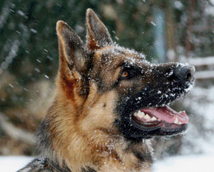 Немецкая овчарка - но, животные, овчарка, природа, немецкая овчарка, собака - предпросмотр