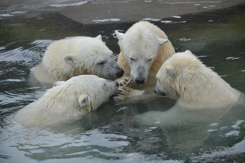 держитесь ребята - животные - оригинал