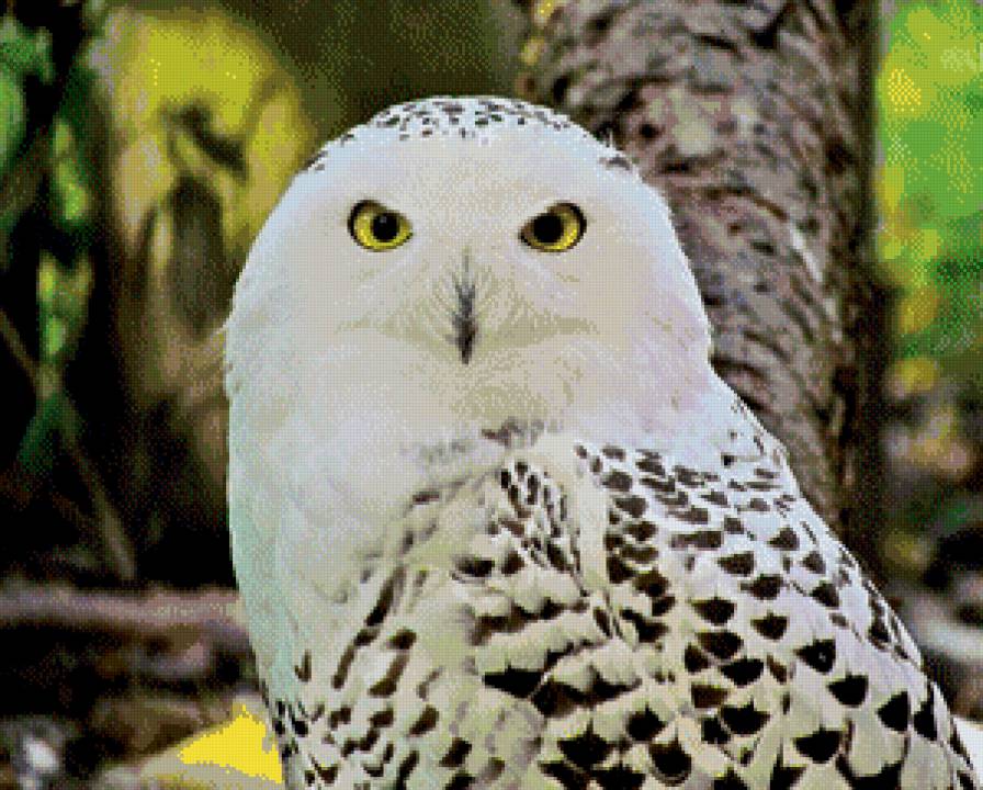 полярная звезда - животные - предпросмотр