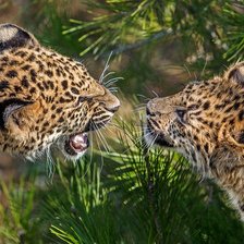 Схема вышивки «семейная ссора»