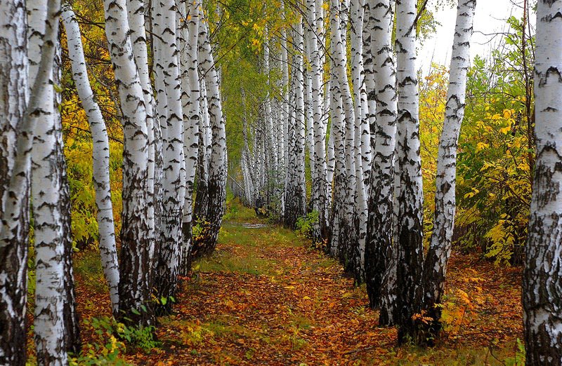 березы - природа - оригинал