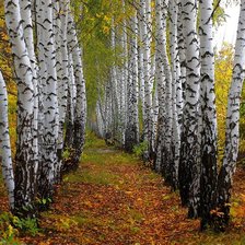 Схема вышивки «березы»