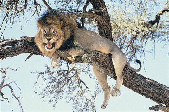 лев - большие кошки - оригинал