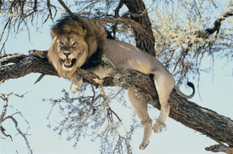 лев - большие кошки - предпросмотр