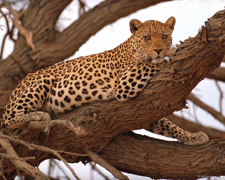 большая кошка - животные - оригинал