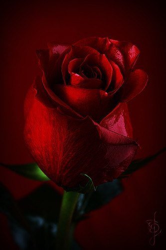 Красная роза - цветы, розы - оригинал