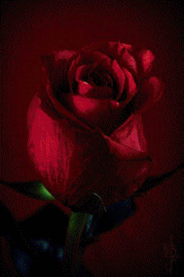 Красная роза - розы, цветы - предпросмотр