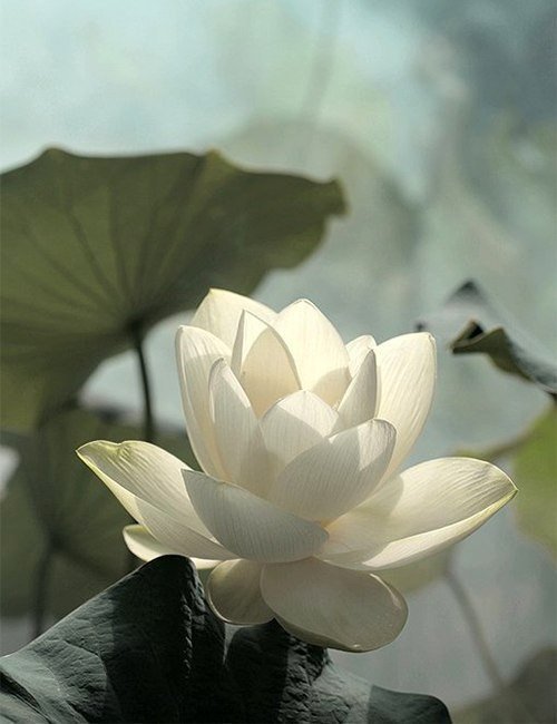 Белый лотос - лотос, цветы - оригинал