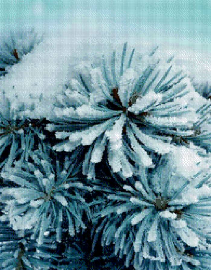 Веточка сосны - зима, сосна, снег - предпросмотр