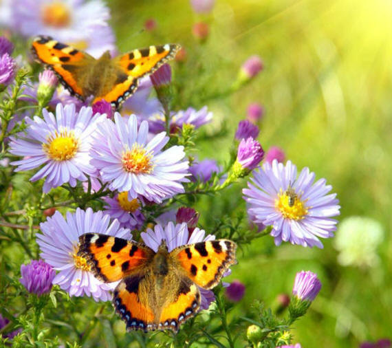 бабочки на цветах - оригинал