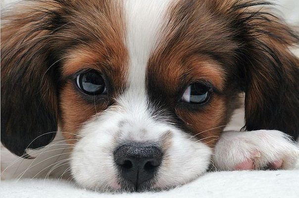 Собачка - оригинал