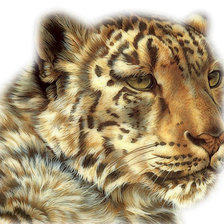 Схема вышивки «леопард портрет»