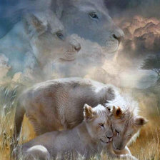 семья львов