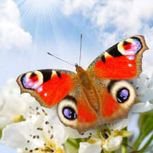 Схема вышивки «бабочка»