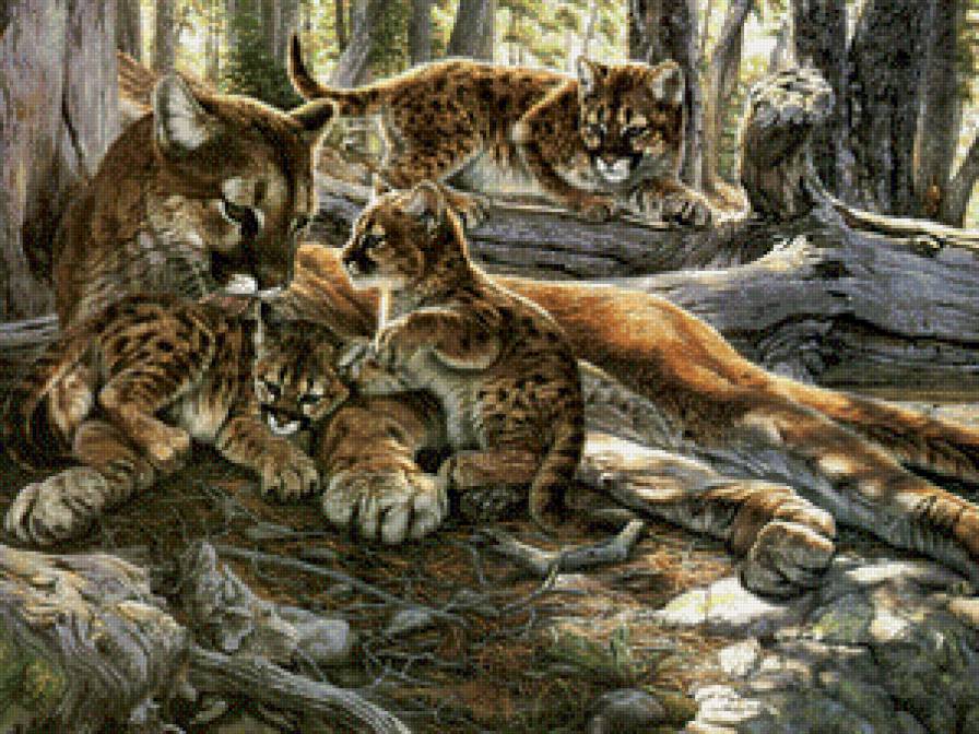 пумы - предпросмотр