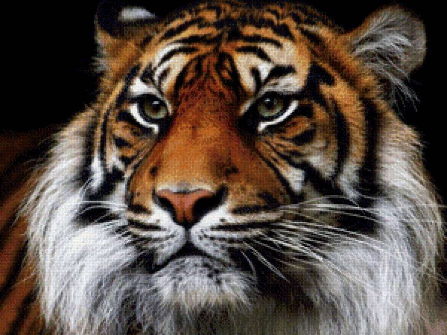 тигр - предпросмотр