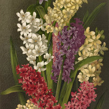 Схема вышивки «Гиацинты»