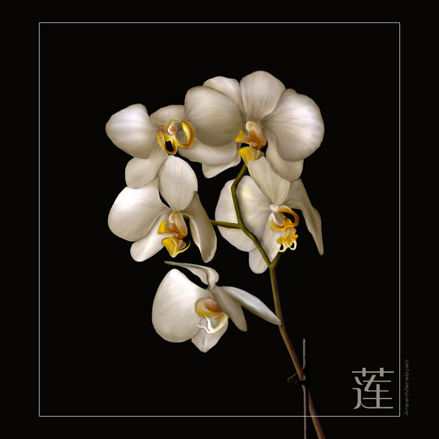 Орхидея - цветы, натюрморт - оригинал