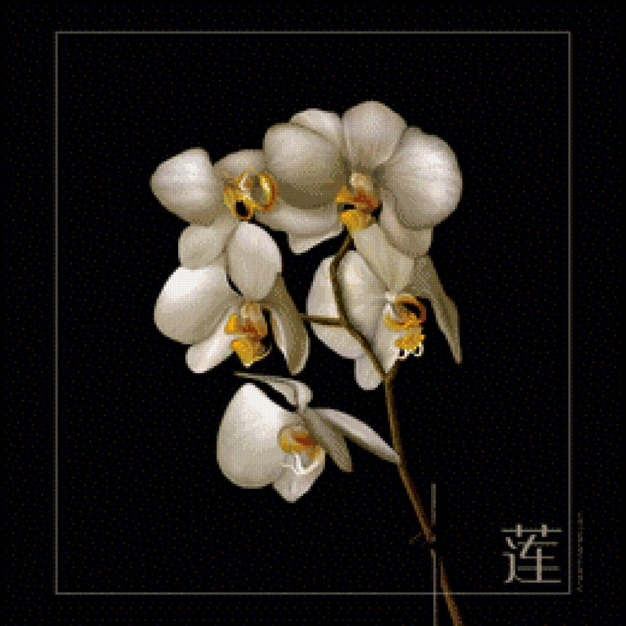 Орхидея - цветы, натюрморт - предпросмотр