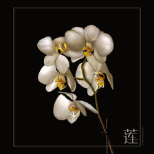 Оригинал схемы вышивки «Орхидея» (№511153)