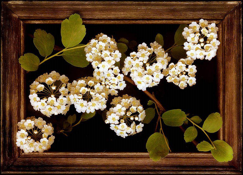 белые цветы - картина цветы - оригинал