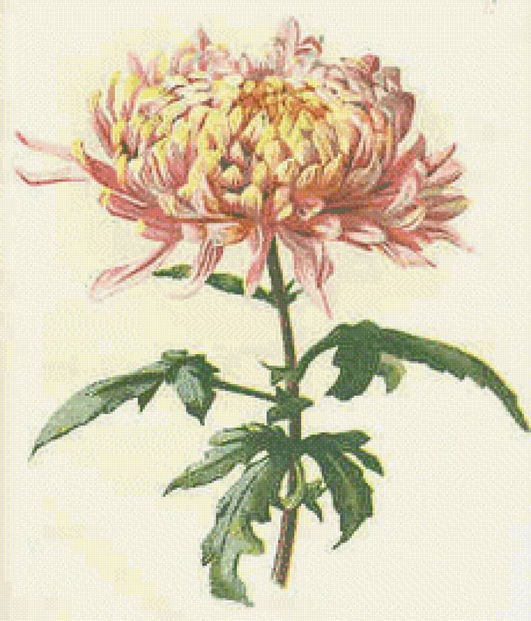 Хризантема - восток, цветы, азия - предпросмотр