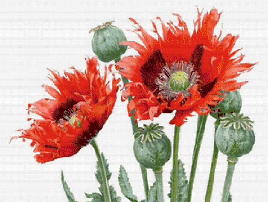 маки - картина - предпросмотр