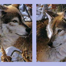 Схема вышивки «Волки диптих общий вид»