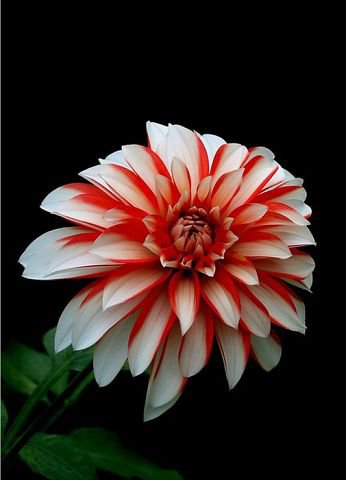 георгин - цветы, красота - оригинал