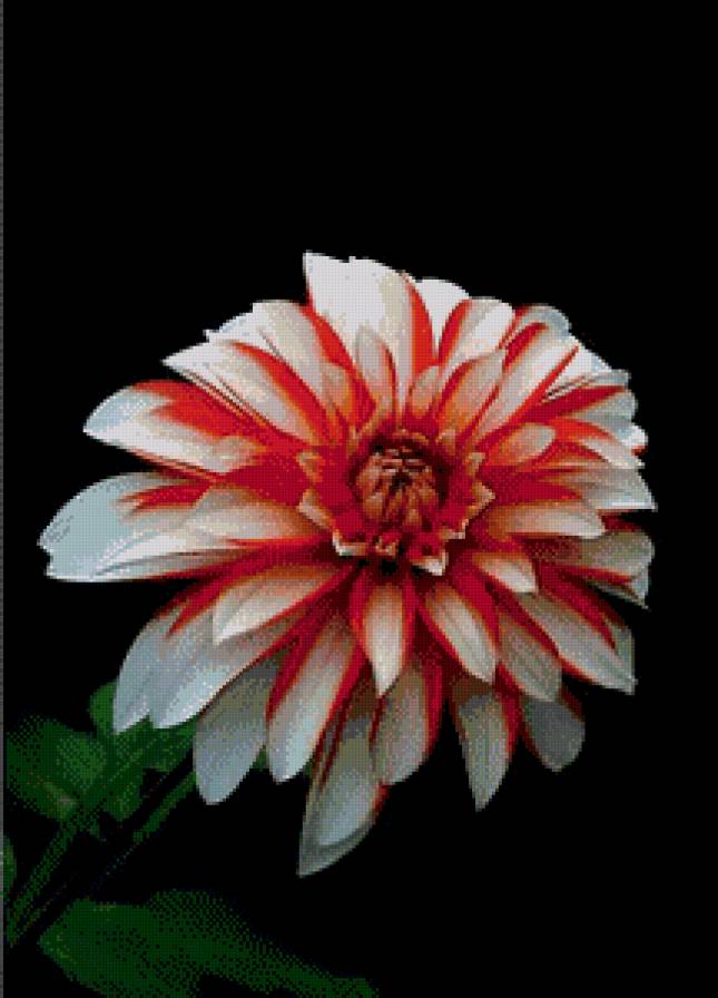 георгин - цветы, красота - предпросмотр