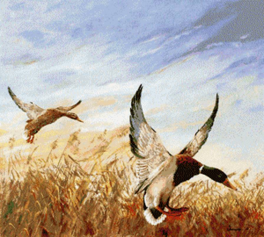 leszálló vadkacsák - предпросмотр