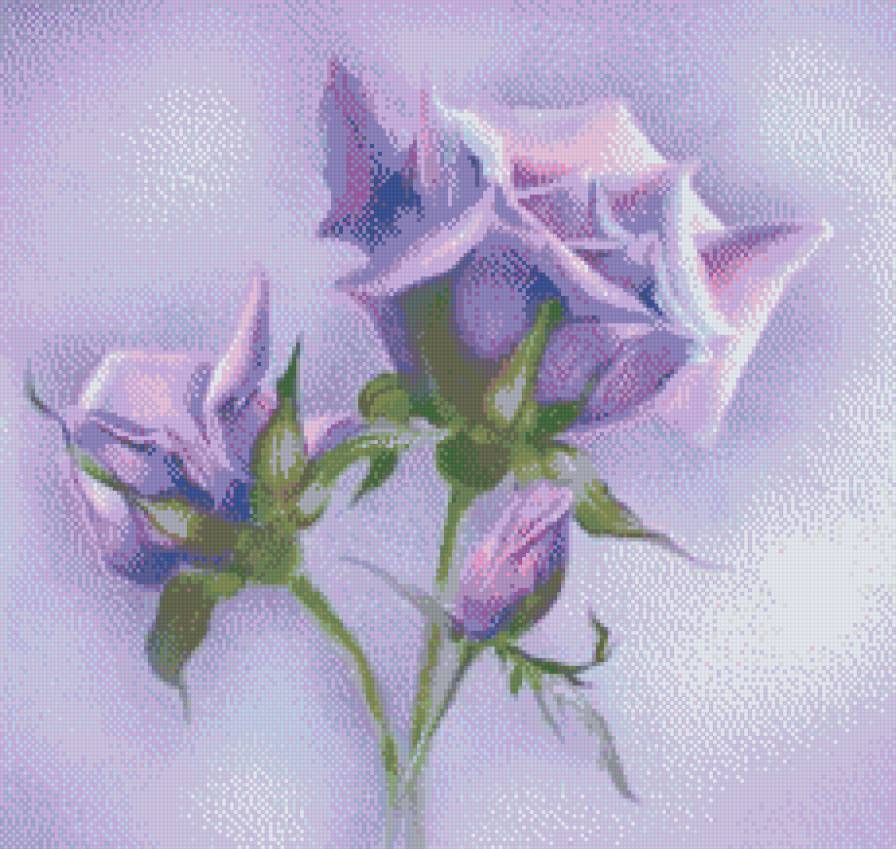 сиреневая роза - красиво, розы, цветы - предпросмотр