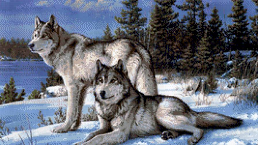 волки - предпросмотр