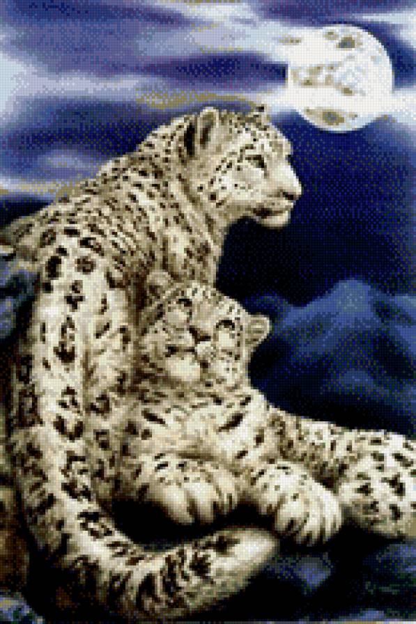 Снежные барсы - барсы - предпросмотр