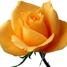 Оригинал схемы вышивки «желтая роза» (№511853)