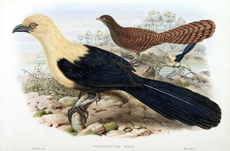 Серия "Птички-невелички" - пейзаж, птицы - оригинал