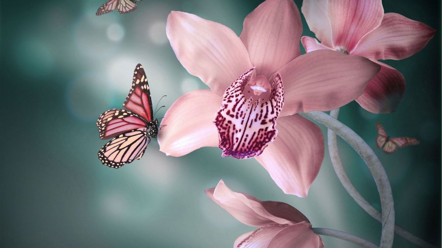 Цветок :) - цветы, бабочки - оригинал