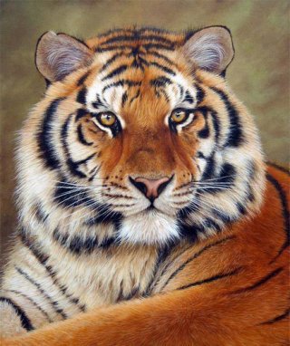 тигр - тигры, животные, большие кошки - оригинал