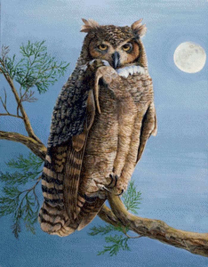 Филин - птицы, ночь - предпросмотр