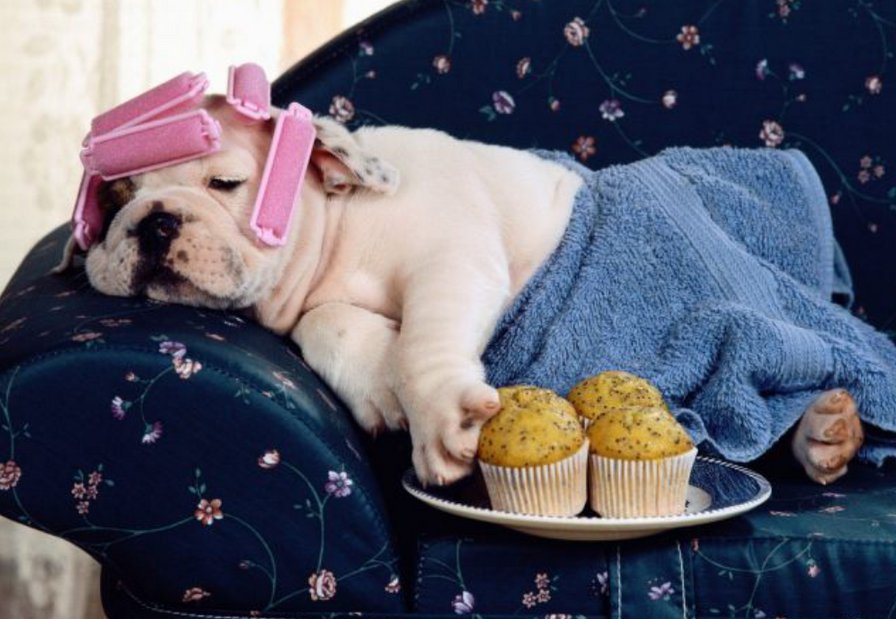 щенок - забавные животные - оригинал