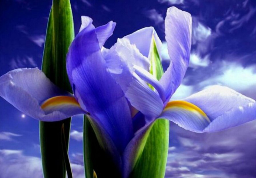 цвет - цветы - оригинал